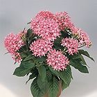 Item picture