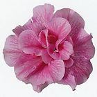 Item picture
