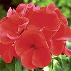 Item picture